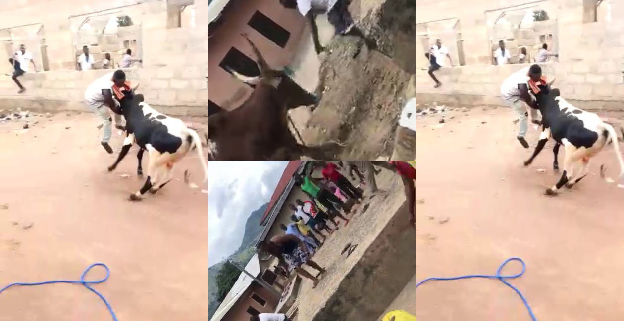 Cow vs Alhaji, See how see funny Muslims struggling with cattles today been Eid. (Video)