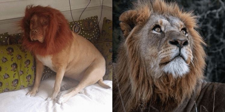 Social Media hilariously react as a lady ordered for a lion online but got something thing instead