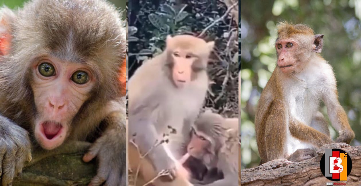Wonders: Female Monkey captured giving 'blowjob' to Male monkey - Video
