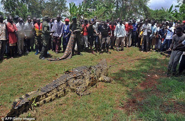 Crocodile in Uganda had over 80 victims 