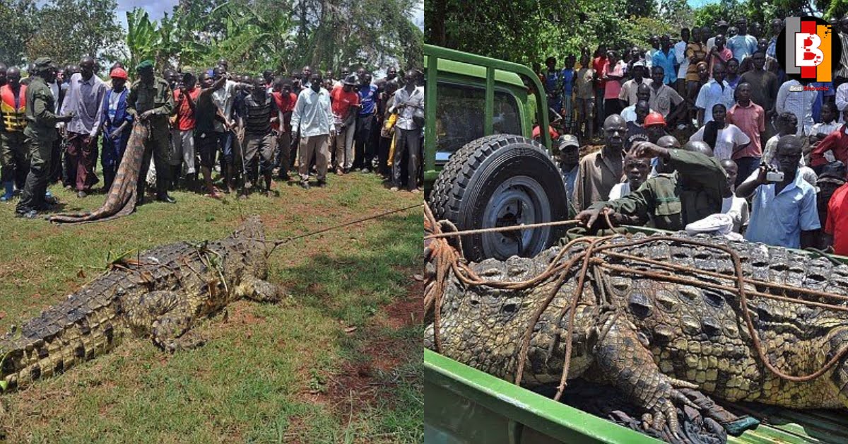 Meet 'OSAMA The Crocodile', The Beast That killed Over 80 People In A Ugandan Village