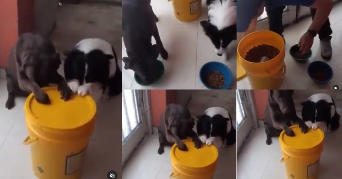 Adorable video of dogs praying before eating surfaces