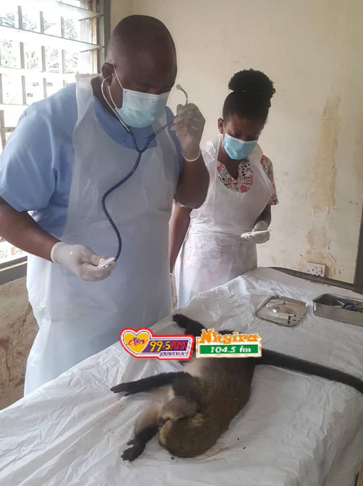 Doctors deliver Baby Monkey through C-section at Kumasi Zoo (Photos)