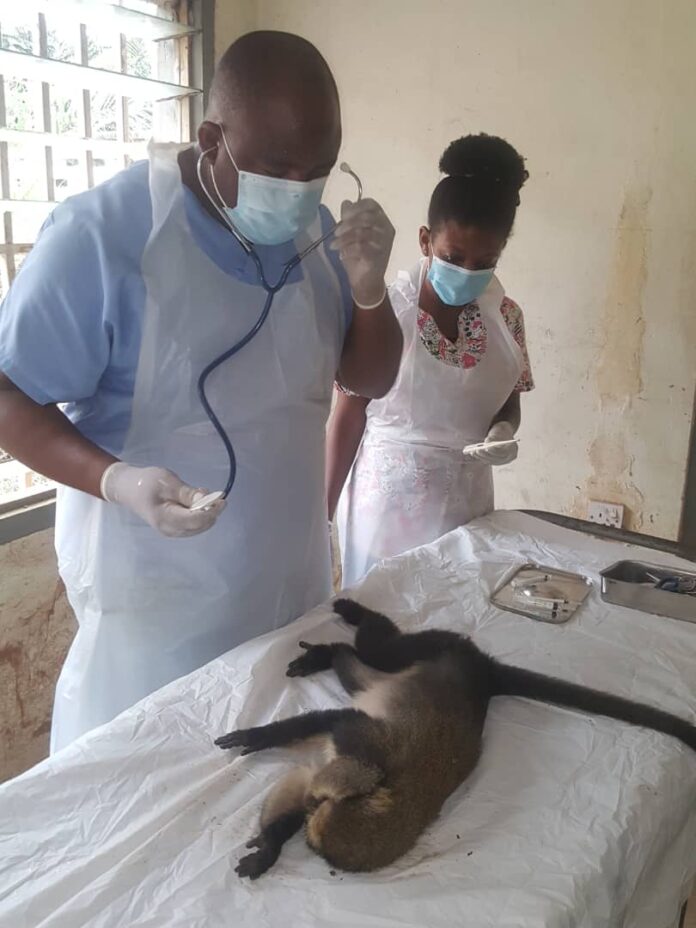 Doctors deliver Baby Monkey through C-section at Kumasi Zoo (Photos)
