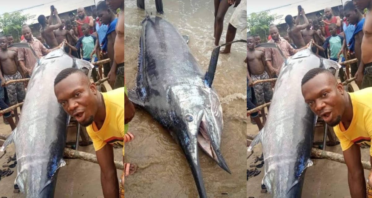 Man caught the world most expensive fish worth $2.6 million and ate it with his village without knowing -Photos