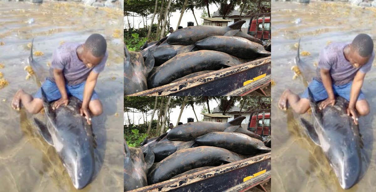 Axim People smoke and fry the 60 dolphins which washed ashore dead for public consumption.