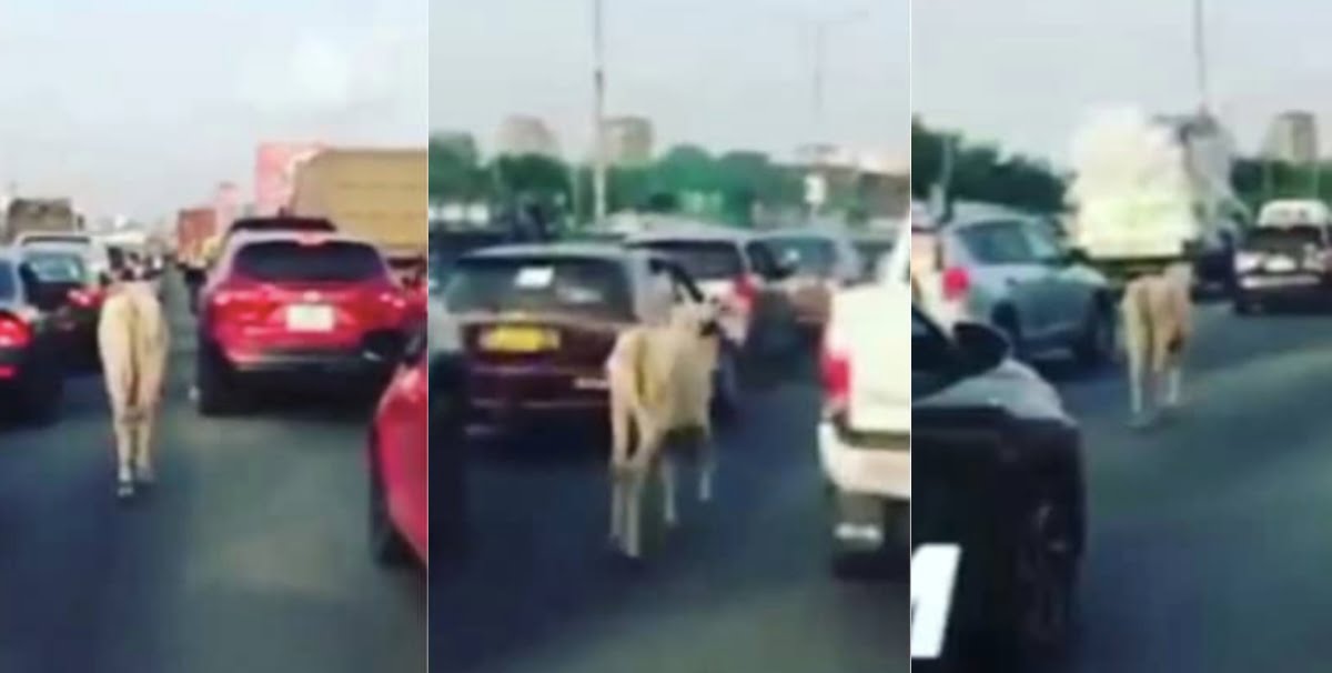 Watch video as cow competes with cars and motorbikes in Accra