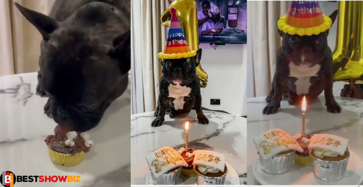 Family throws a huge birthday party for their dog - Video drops