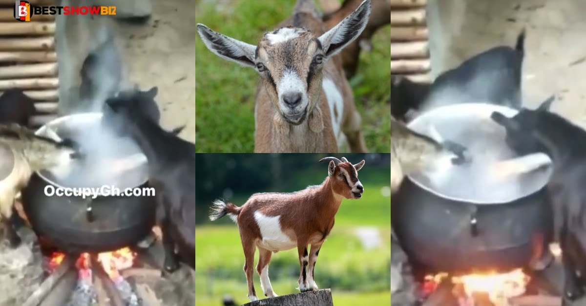 5 goats spotted eating from a hot pot on fire in volta region (video)