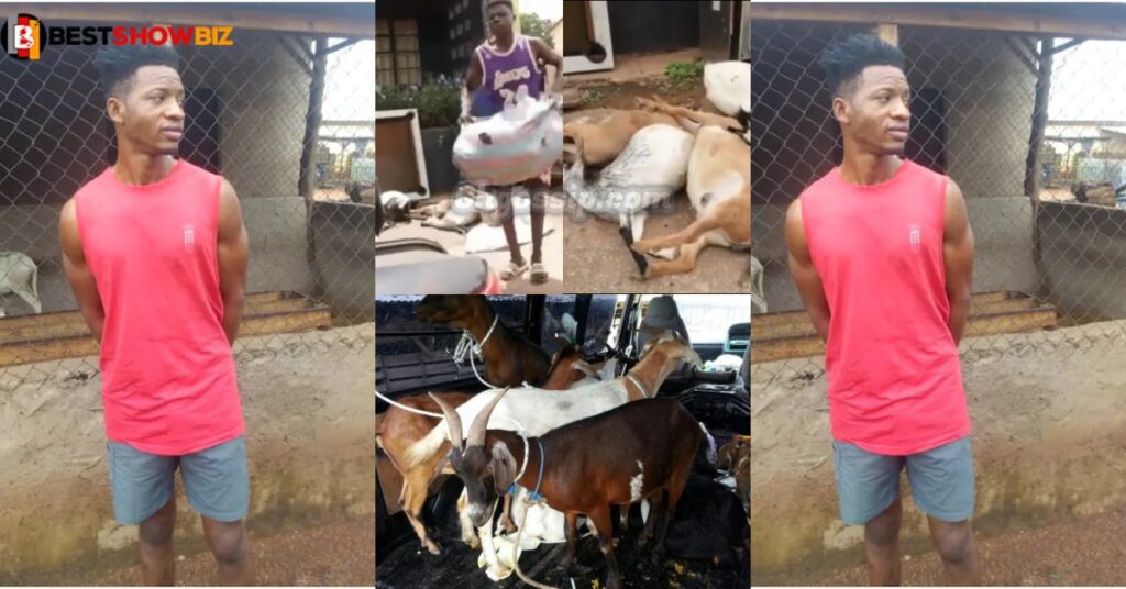 26-year-old man arrested for stealing goat and sellotaping their mouth