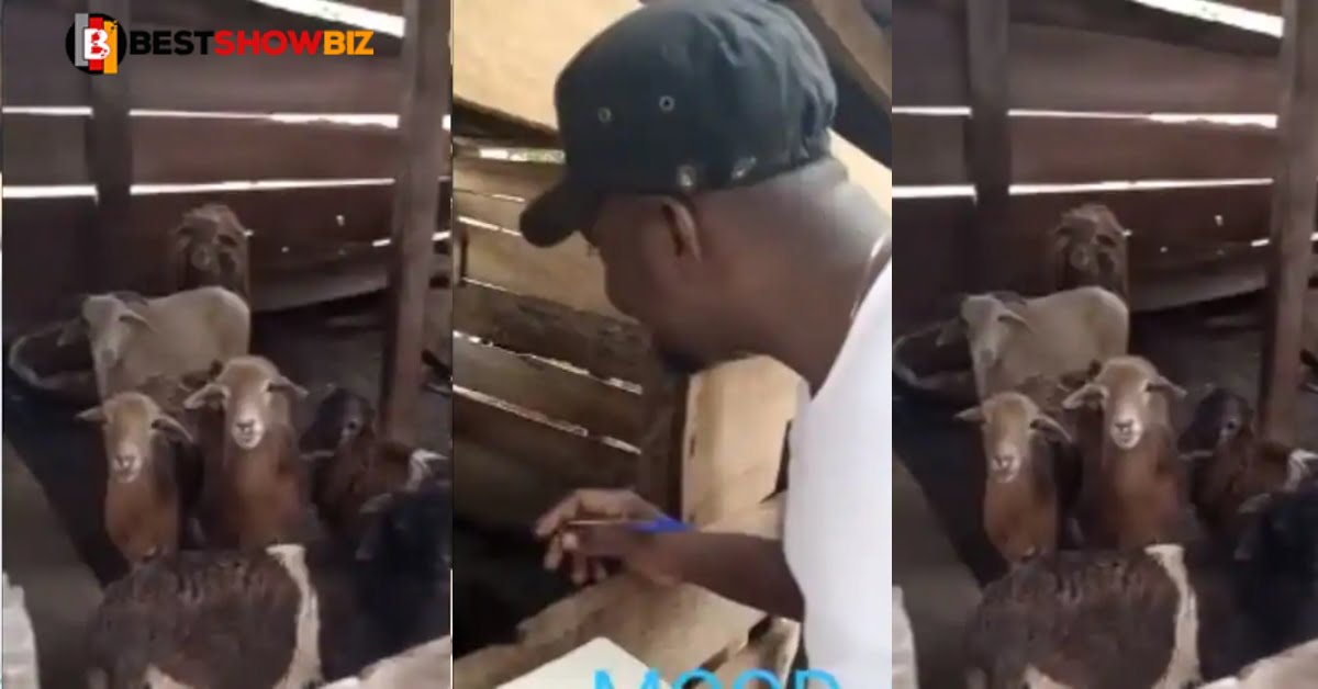 Video of a Man marking the register of his goats while they responds surfaces