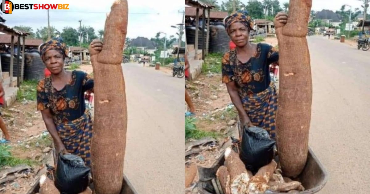 wonders: 55 years old woman harvest cassava the size of a human in her farm (photo)