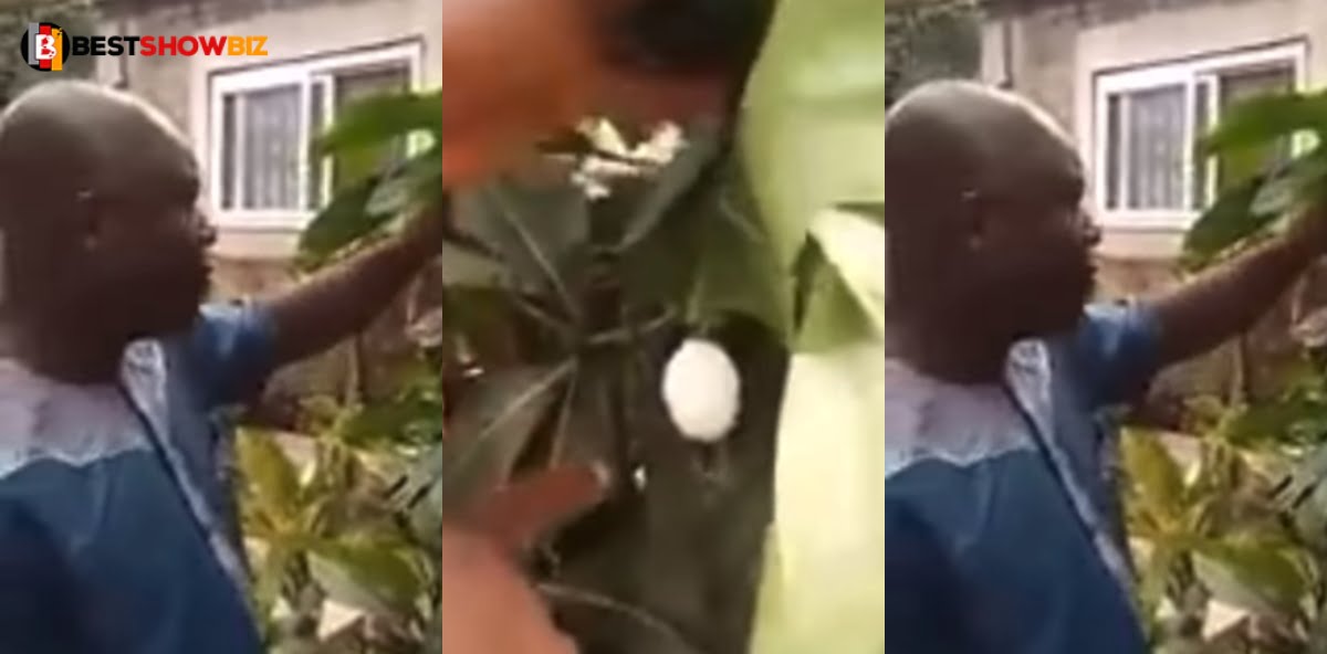 Shocking video of eggs growing on a tree in Ghana surfaces - Watch