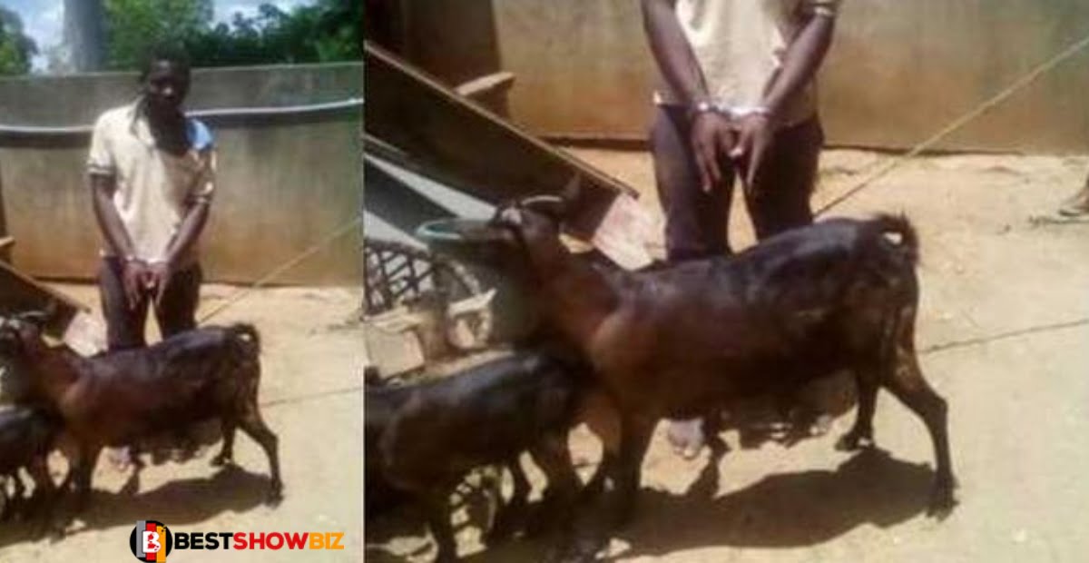 A 25 years old young man has been arrested for sleeping with a Goat
