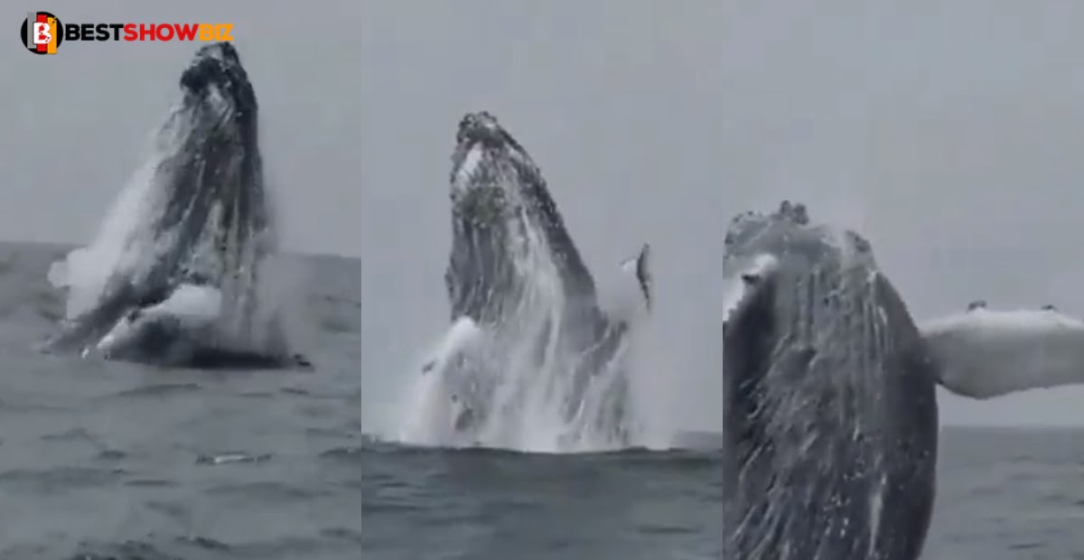 Huge whale spotted swimming in Ghana western Region for the first time in history (video)
