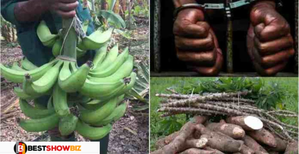 24 Years Old Man Sentenced To 14 Years in Prison For Stealing Just Cassava And Plantain