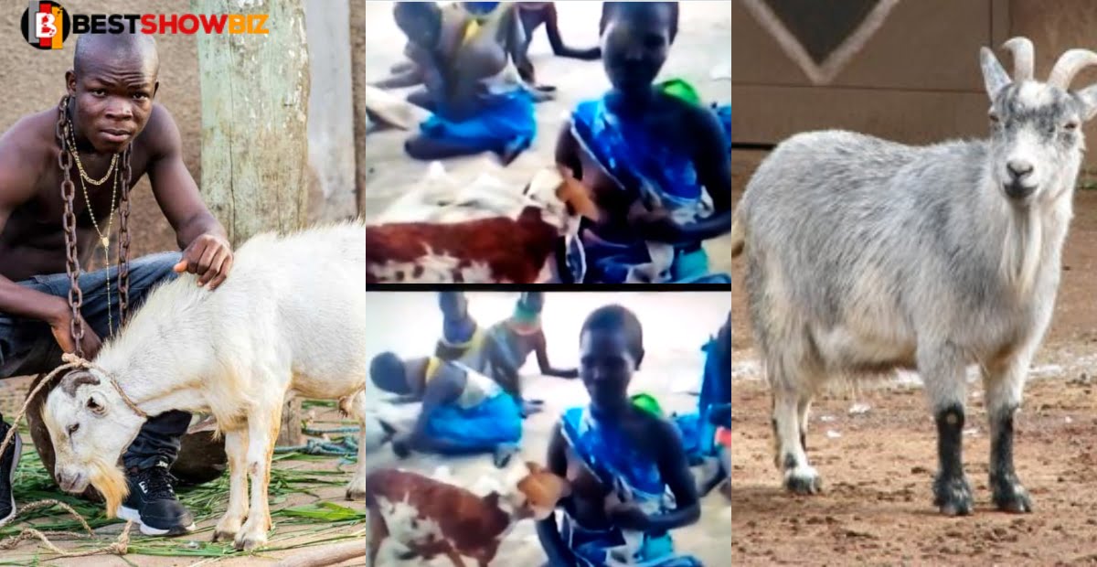 (VIDEO) A Stubborn Goat Spotted Sucking Br3@st Of Woman