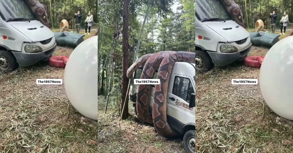 Video: World biggest snake found tied around a car
