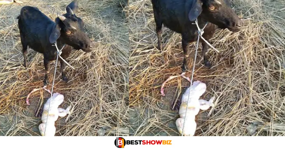Wonders: Goat gives birth to 'human-like' baby (photos)