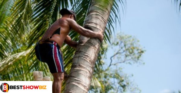 50-Year-Old man d!es after falling from a coconut tree he was stealing from (video)