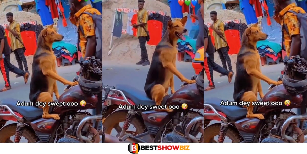 Video of a Dog riding a motorbike at Adum-Kumasi surfaces