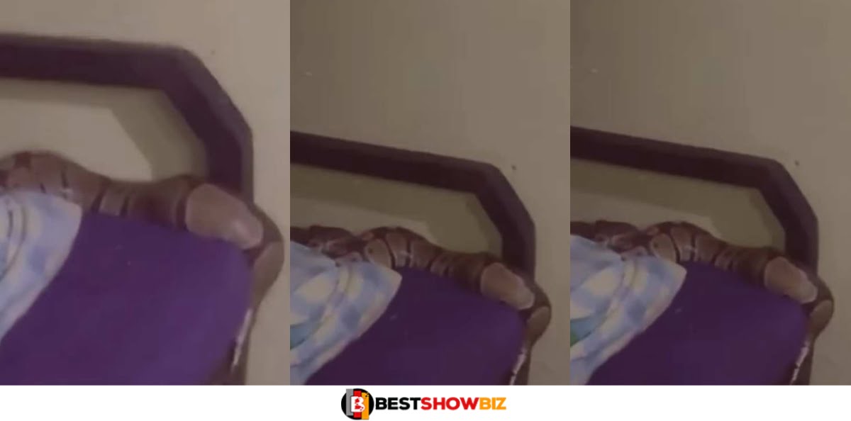 Video: Student in Fẽᾶr as She unknowingly sleeps with a big snake on her bed
