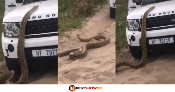 Businessman runs for his life leaving his range Rover after a Huge snake got on top of the car (video)