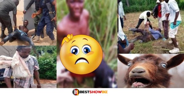 22 years old man caught in koforidua having ṡℰ✖ with a goat (video)