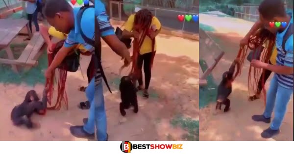 (Video) Lady spotted battling with a monkey over her long braids
