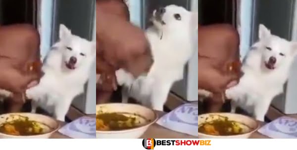 Woman Spotted Feeding Her Dog Like A Baby In New Photos