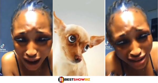 "My boyfriend just broke up with me" - Lady who was alleged to have slept with a dog cries and begs for forgiveness (video)