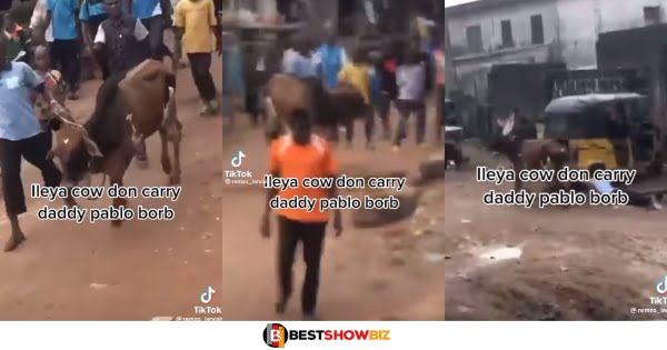 Watch the funny and Embarrassing moment a Sallah cow 'carried its owner to place away (watch video)