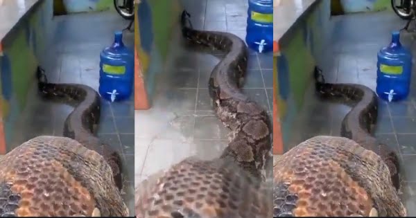 Video of a Gaint Snake crawling into someone's house will give you goosebumps (watch)