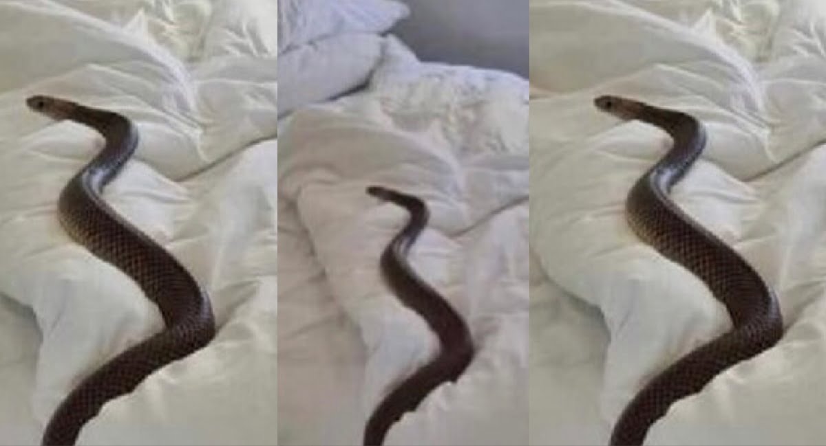 Wonders! Snake Appears In A Hotel While Man Was Chopping Someone’s Wife (PHOTOS)