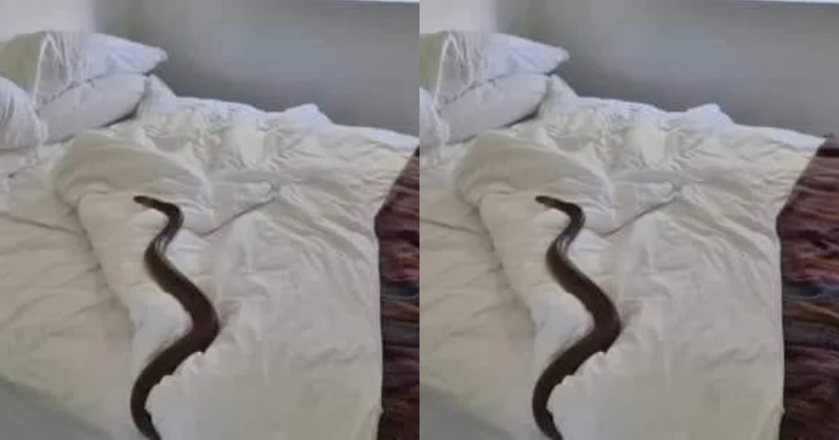 Snake appears in a hotel room where a man was eating someone's wife (see photos)