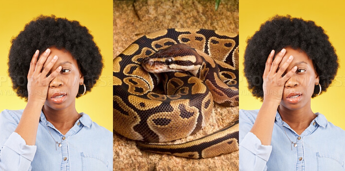 My husband forced me to be sleeping with a snake for his business to flourish - Wife cries out