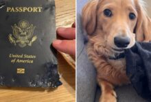 Man cries out as dog chews his international passport days before his wedding