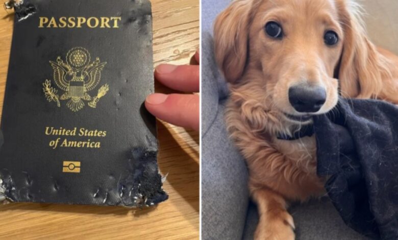 Man cries out as dog chews his international passport days before his wedding