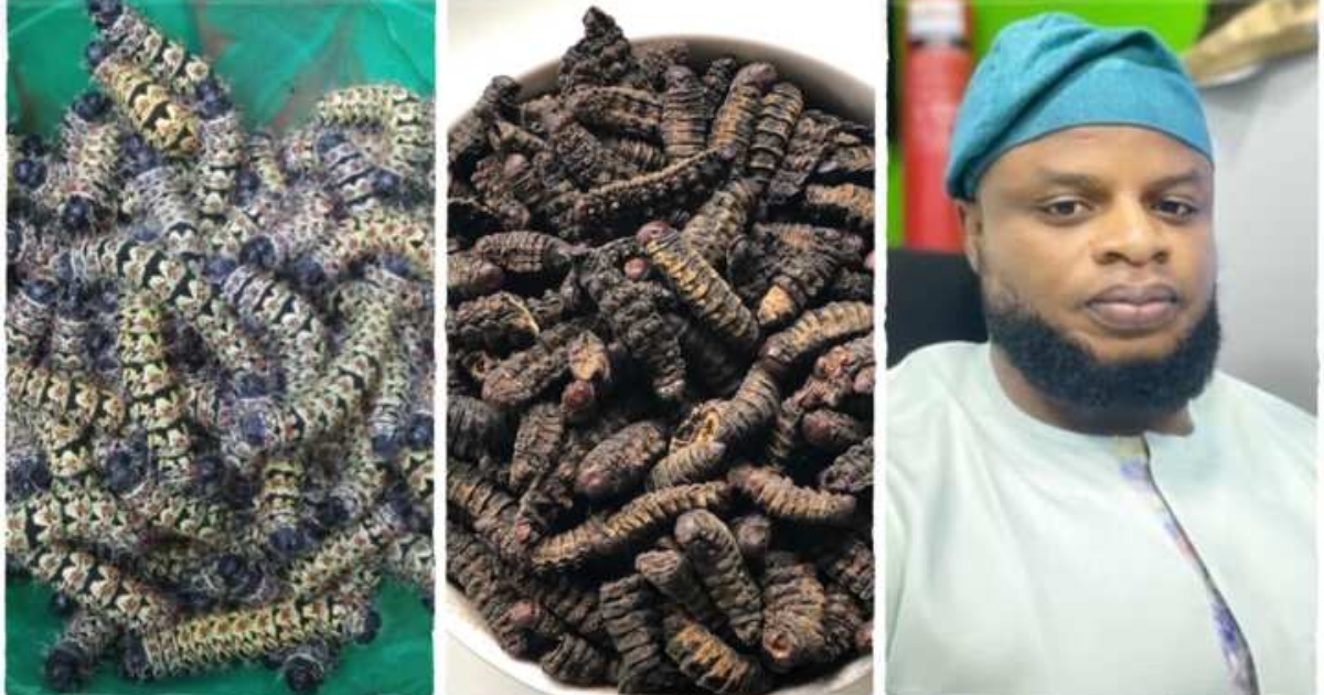 A Nigerian man harvests and enjoys edible larvae, boasting about their incredible sweetness