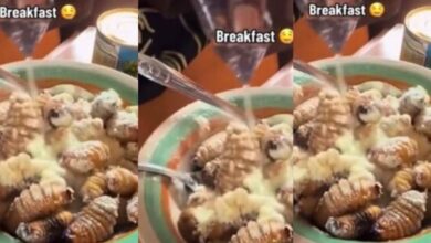 shocking video as a man mixes powdered milk with live maggots to eats as breakfast