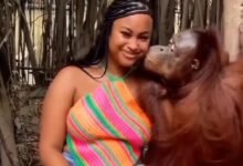 Monkey Sef Dey Enjoy: Watch How A Monkey Handles The B00bs Of A Beautiful Lady During A Photoshoot (Video)