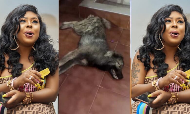 "If Your Cat Is Poisoned Then You Could Be Next" - Social Media Users Are Worried That Afia Schwarzеnеggеr Could Be In Danger