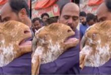 Watch this emotional video of a Goat Crying Like a Human as its Owner sells it - Video
