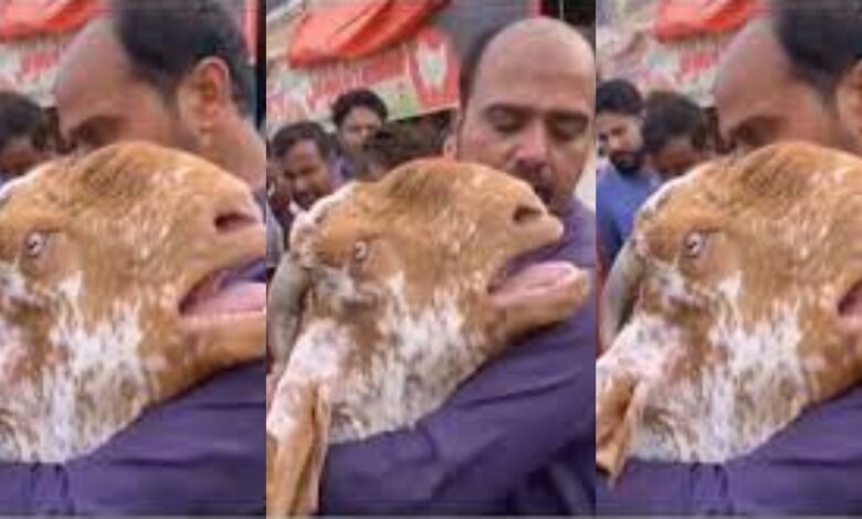 Watch this emotional video of a Goat Crying Like a Human as its Owner sells it - Video