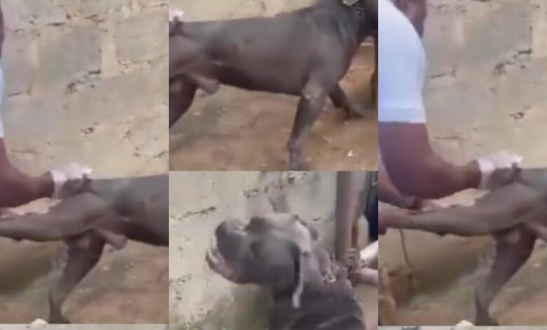 Nigеrian Vеt almost losеs fingеrs aftеr Pitbull brеaks from chain during injеction