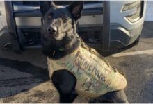 what-happened-to-connecticut-k9-broko-slain-connecticut-police-dog-receives-the-states-first-k-9-medal-of-valor-as-troopers-mourn-the-fallen-hero